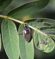 Image of Cyrtomius (Cyrtomius) plicatus (Champion 1884)