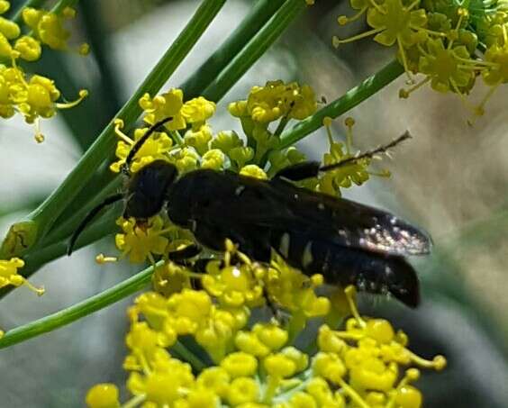 Myzinum obscurum (Fabricius 1805)的圖片