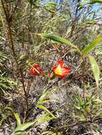 Слика од Hippeastrum glaucescens (Mart. ex Schult. & Schult. fil.) Herb.