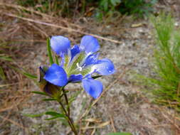 Image de Gentiana autumnalis L.