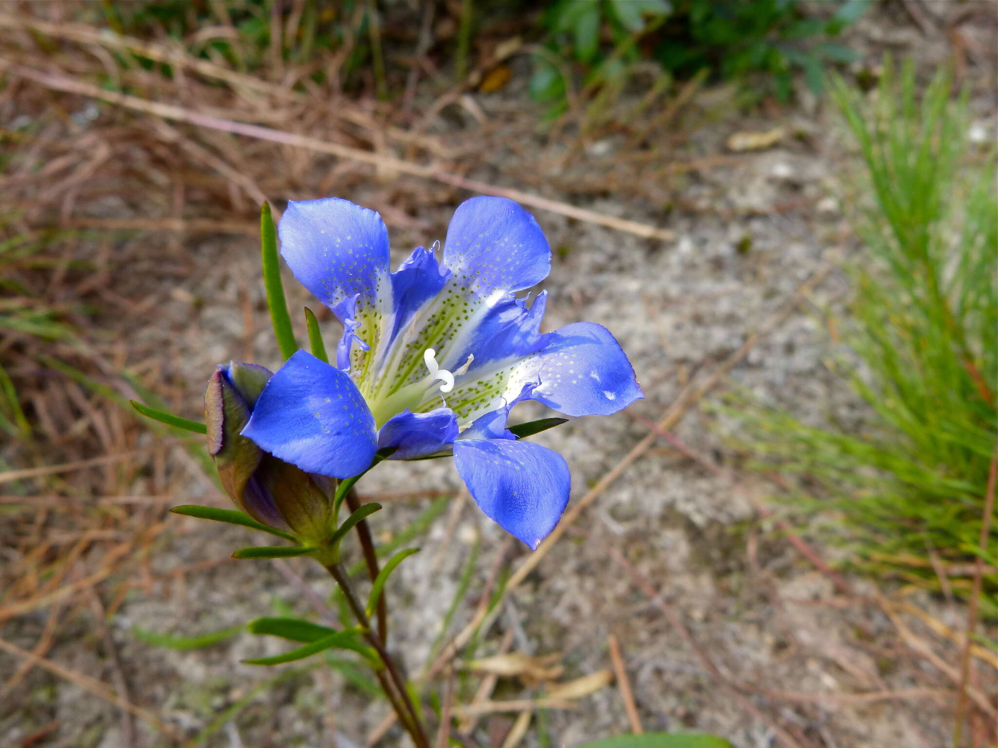 Image de Gentiana autumnalis L.