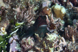 Image of Spotted eye-lash blenny