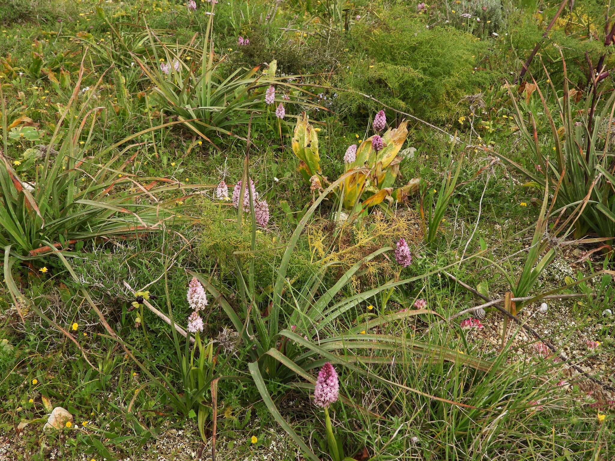 صورة Anacamptis pyramidalis var. urvilleana (Sommier & Caruana) Schltr.