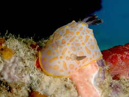 Image of Gold-spotted nudibranch