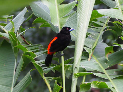 Image de Ramphocelus passerinii costaricensis Cherrie 1891