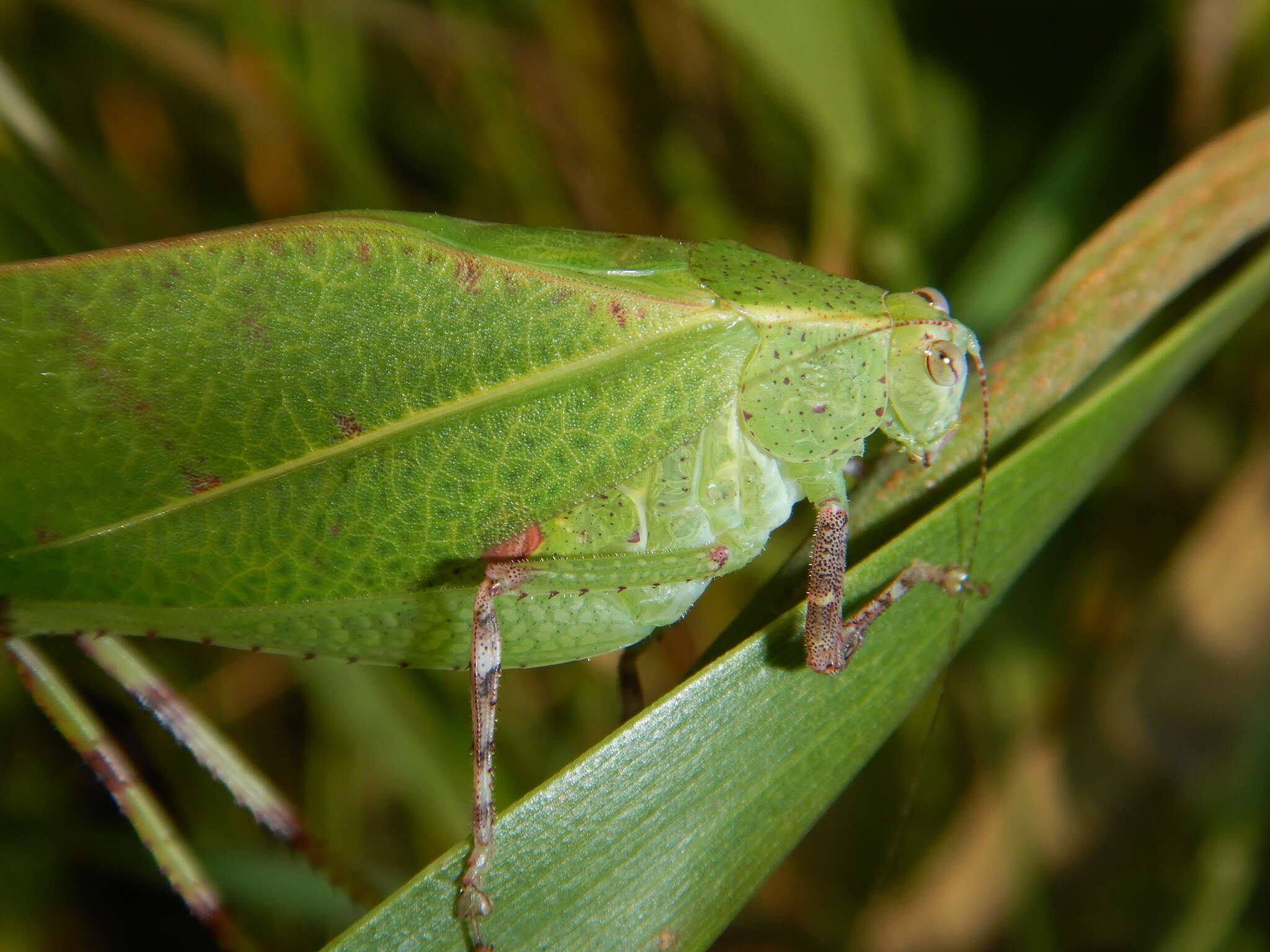 Image of Diastella hilleri Rentz, D. C. F., Y. Su & Ueshima 2008