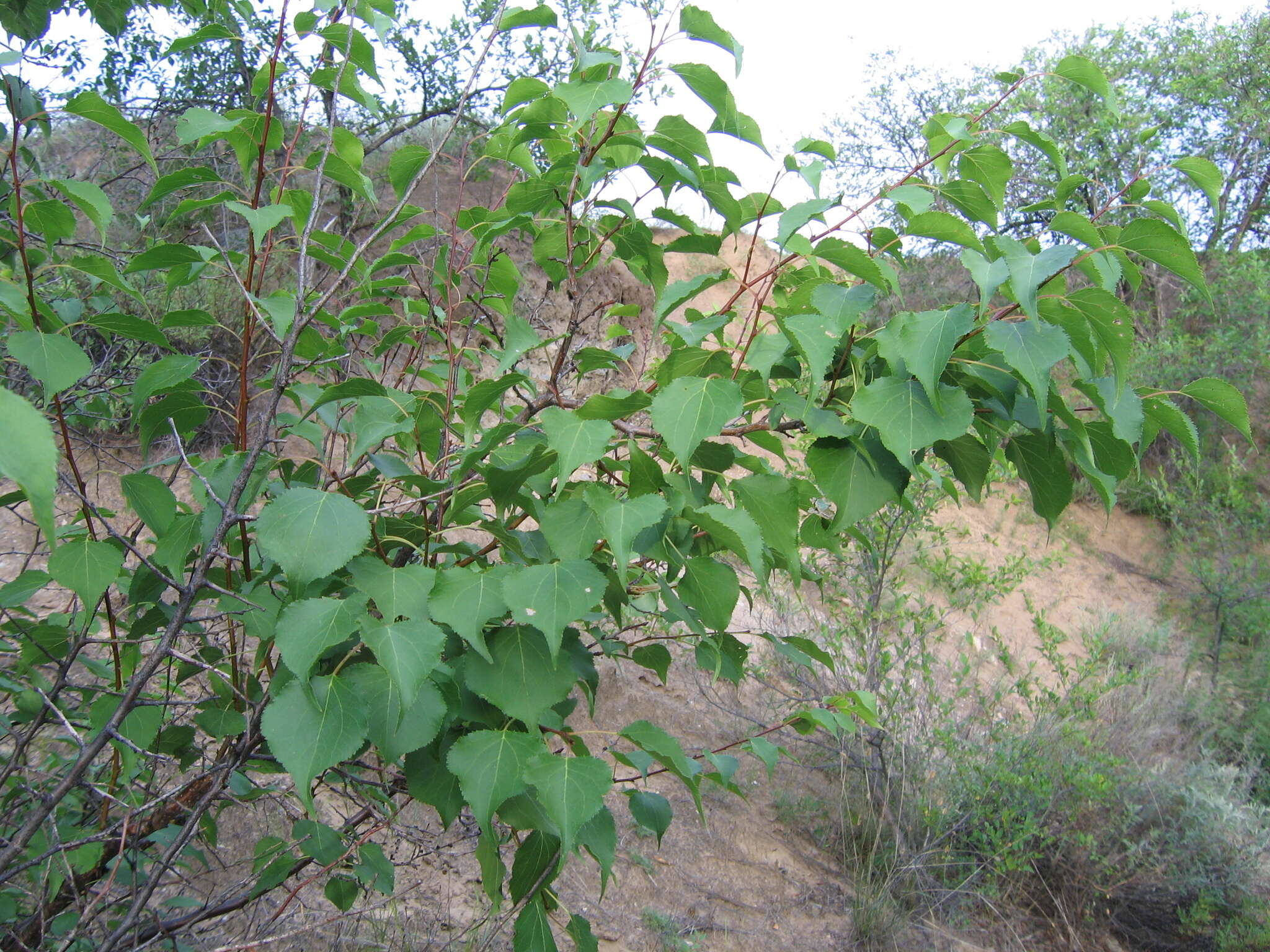 Imagem de Prunus sibirica L.