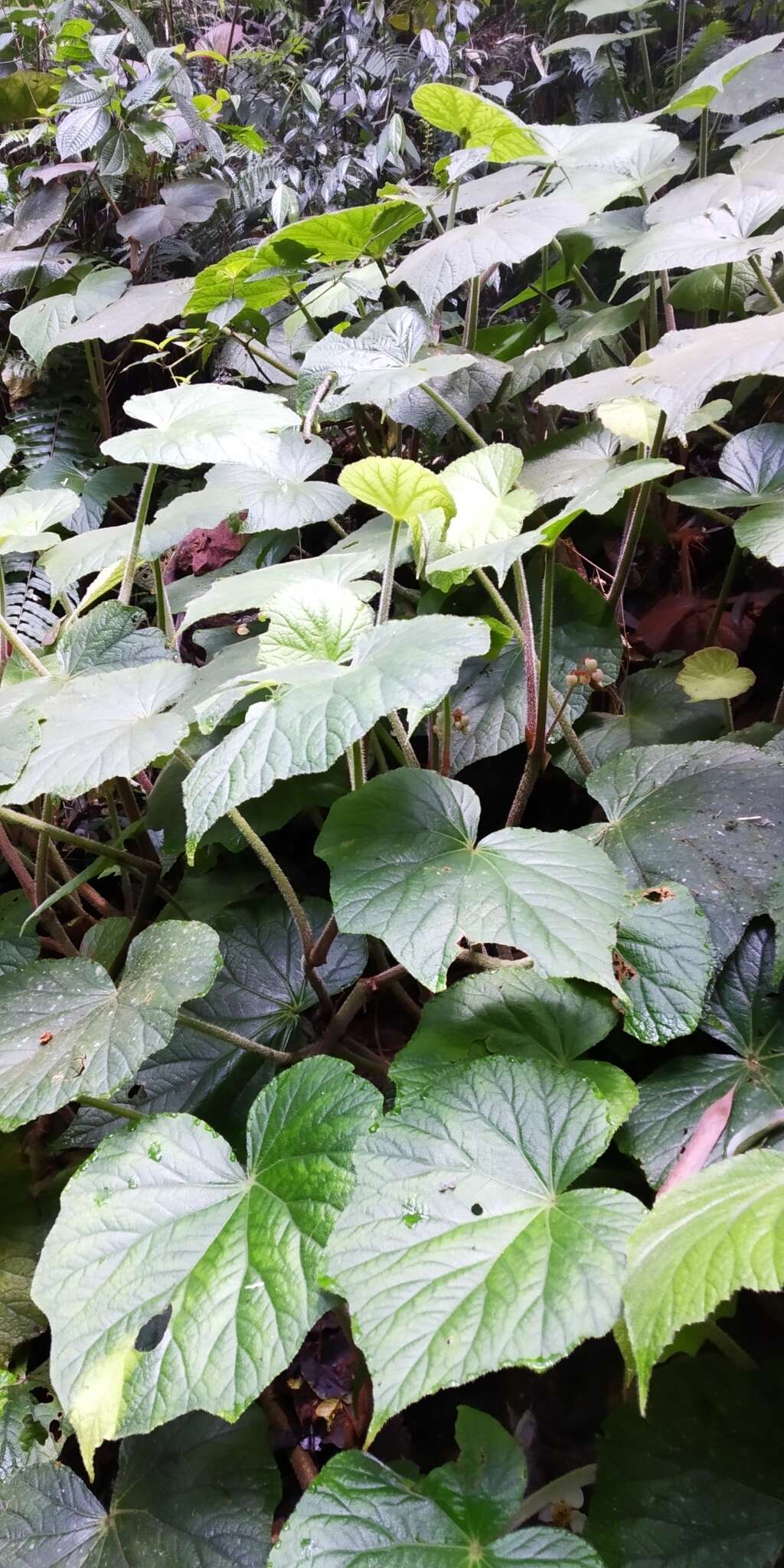 Image of Begonia multangula Blume