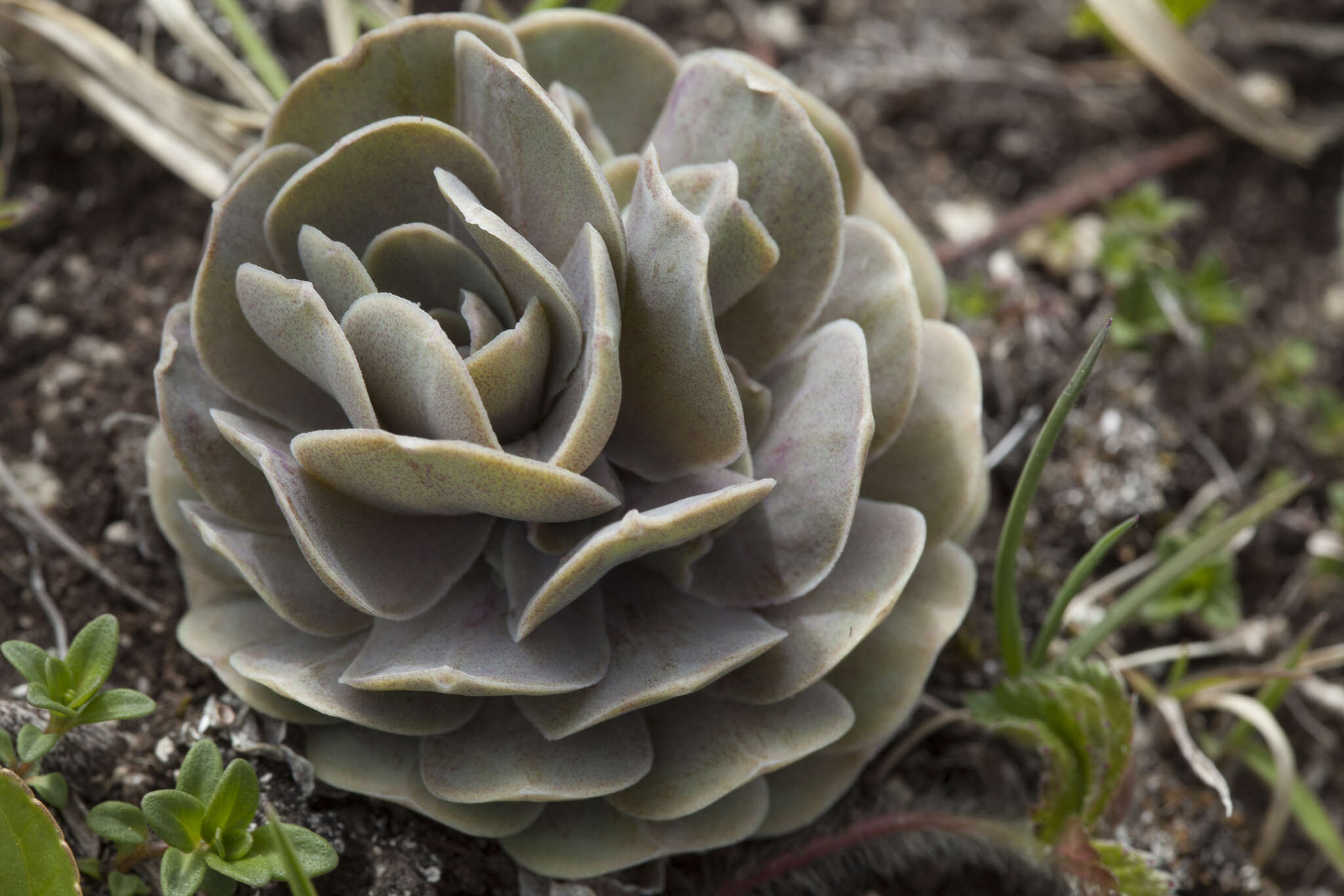 Image of Orostachys malacophylla (Pall.) Fisch.