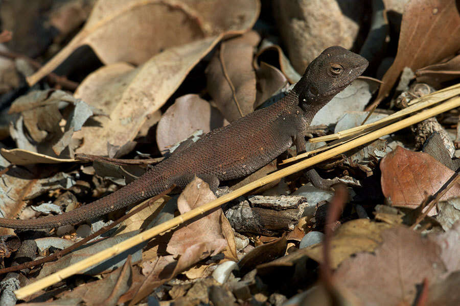 Image of Northern Two-line Dragon