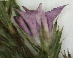 Image of Acmadenia trigona (Eckl. & Zeyh.) Druce