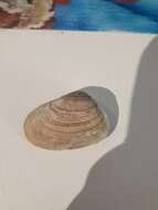 Image of compressed clam