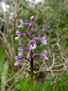 Image of Anacamptis israelitica (H. Baumann & Dafni) R. M. Bateman, Pridgeon & M. W. Chase