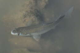 Image of Brown-backed mullet