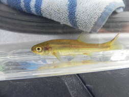 Image of Finescale dace