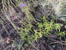 Image of Scaevola glandulifera DC.