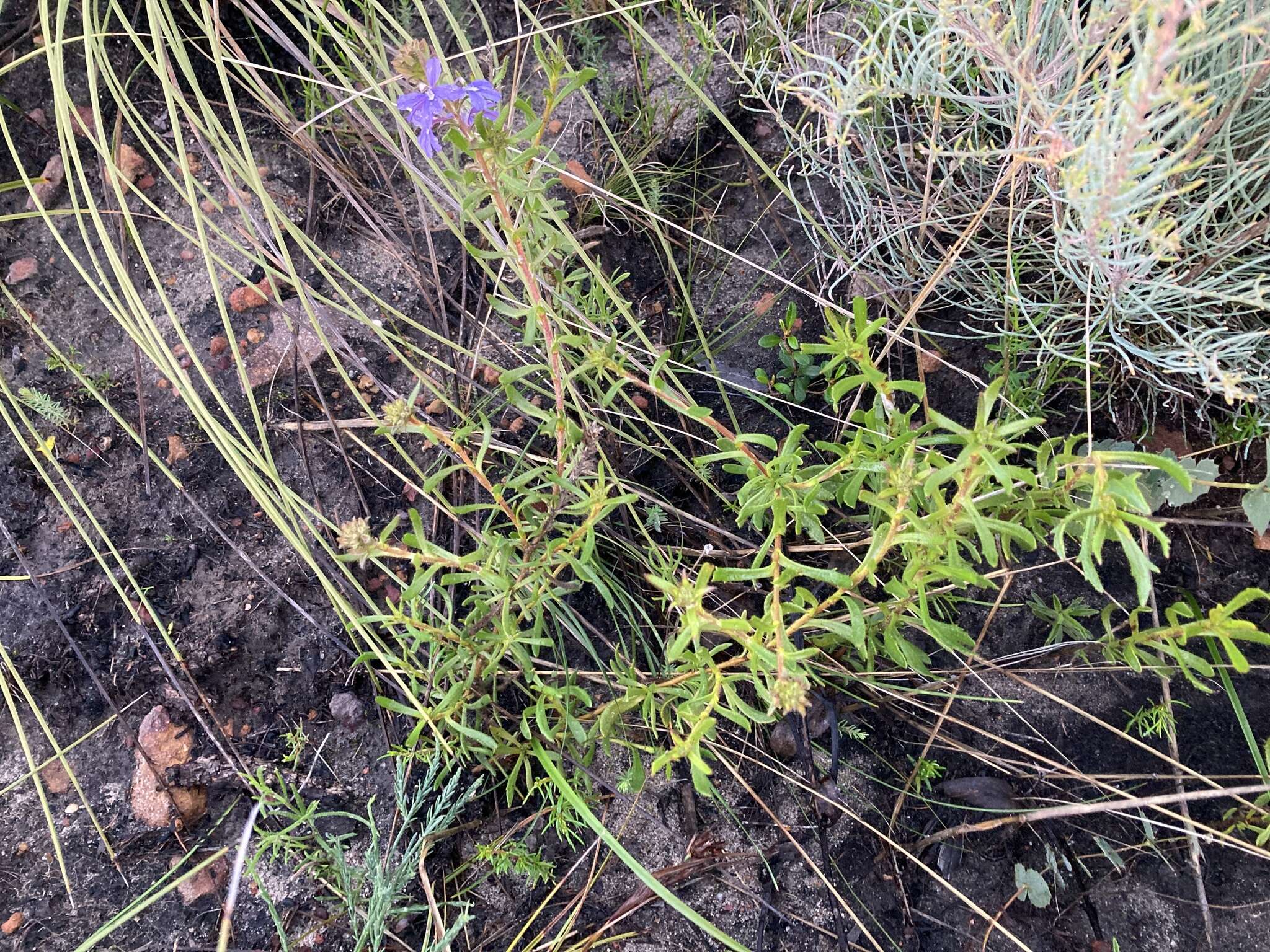 Image of Scaevola glandulifera DC.