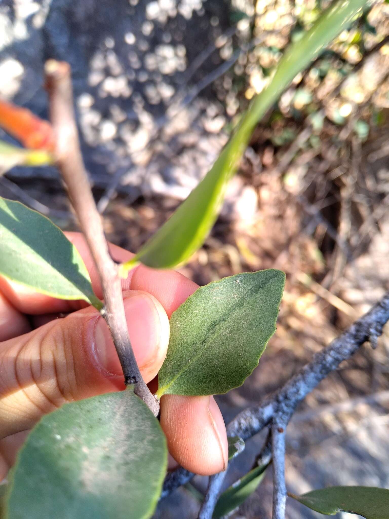 Image of Tricerma viscifolium (Griseb.) Lundell