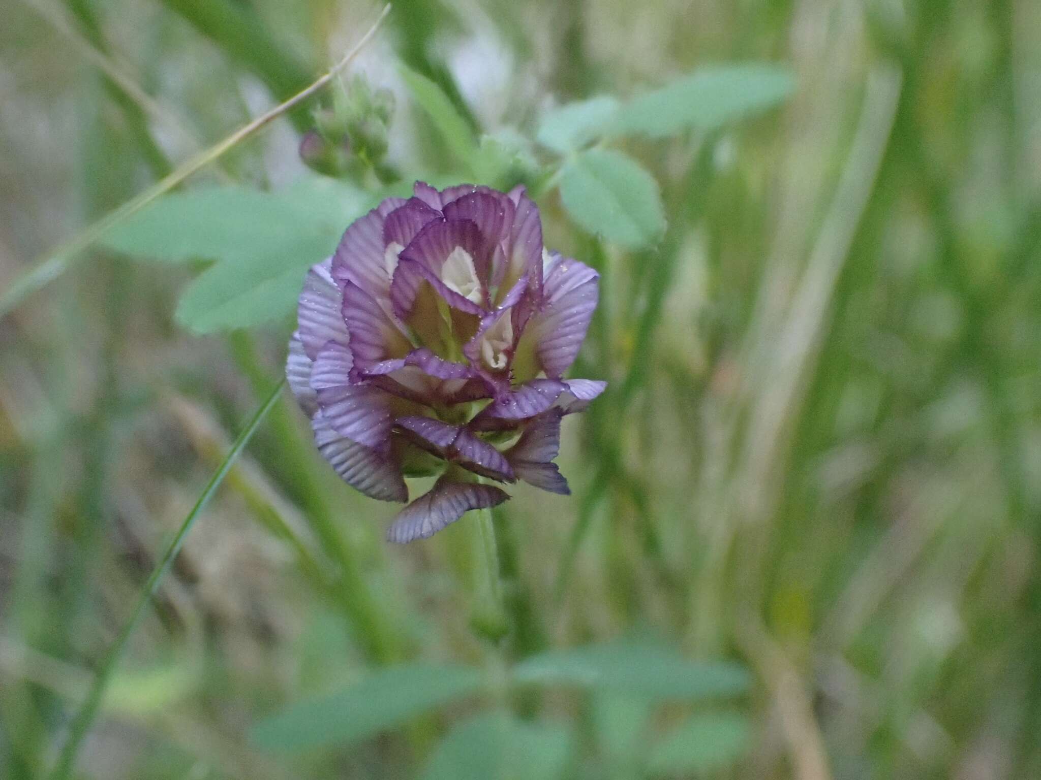 Imagem de Trifolium grandiflorum Schreb.