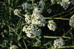 Image of Crambe tataria Sebeók