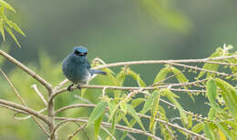 صورة Eumyias panayensis Sharpe 1877