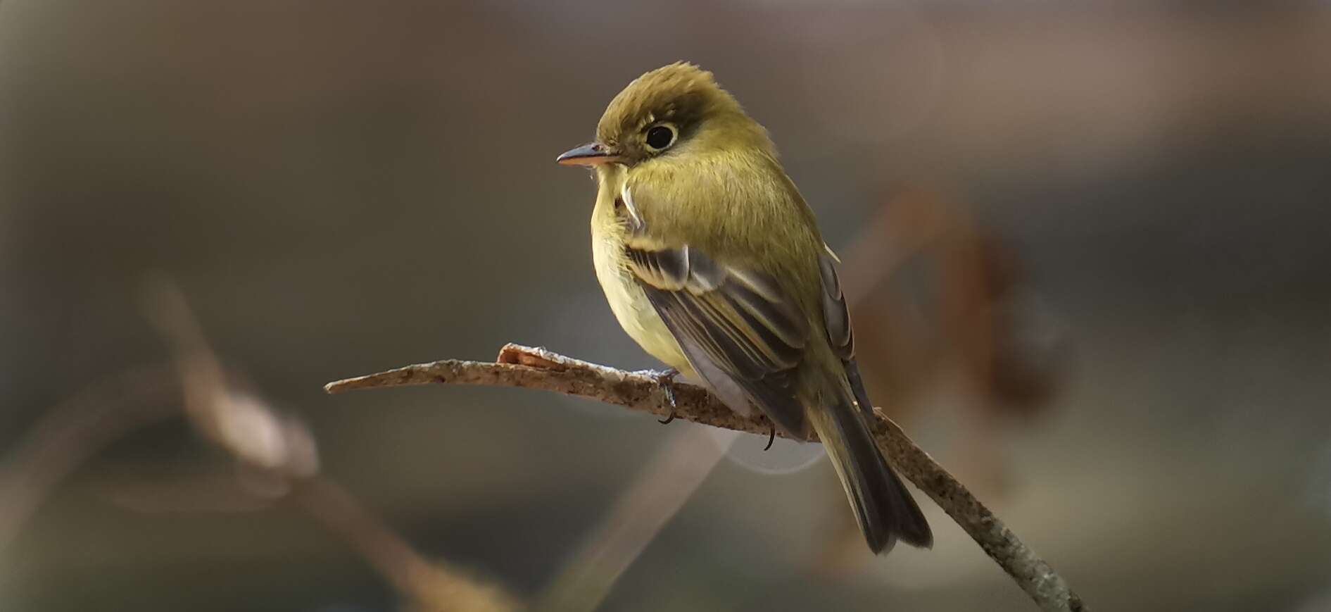 Image of Yellowish Flycatcher