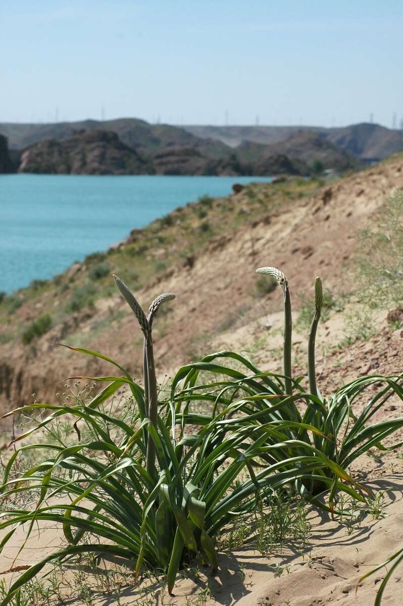 Sivun Eremurus inderiensis (M. Bieb.) Regel kuva