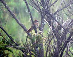 Image of Spot-breasted Thornbird