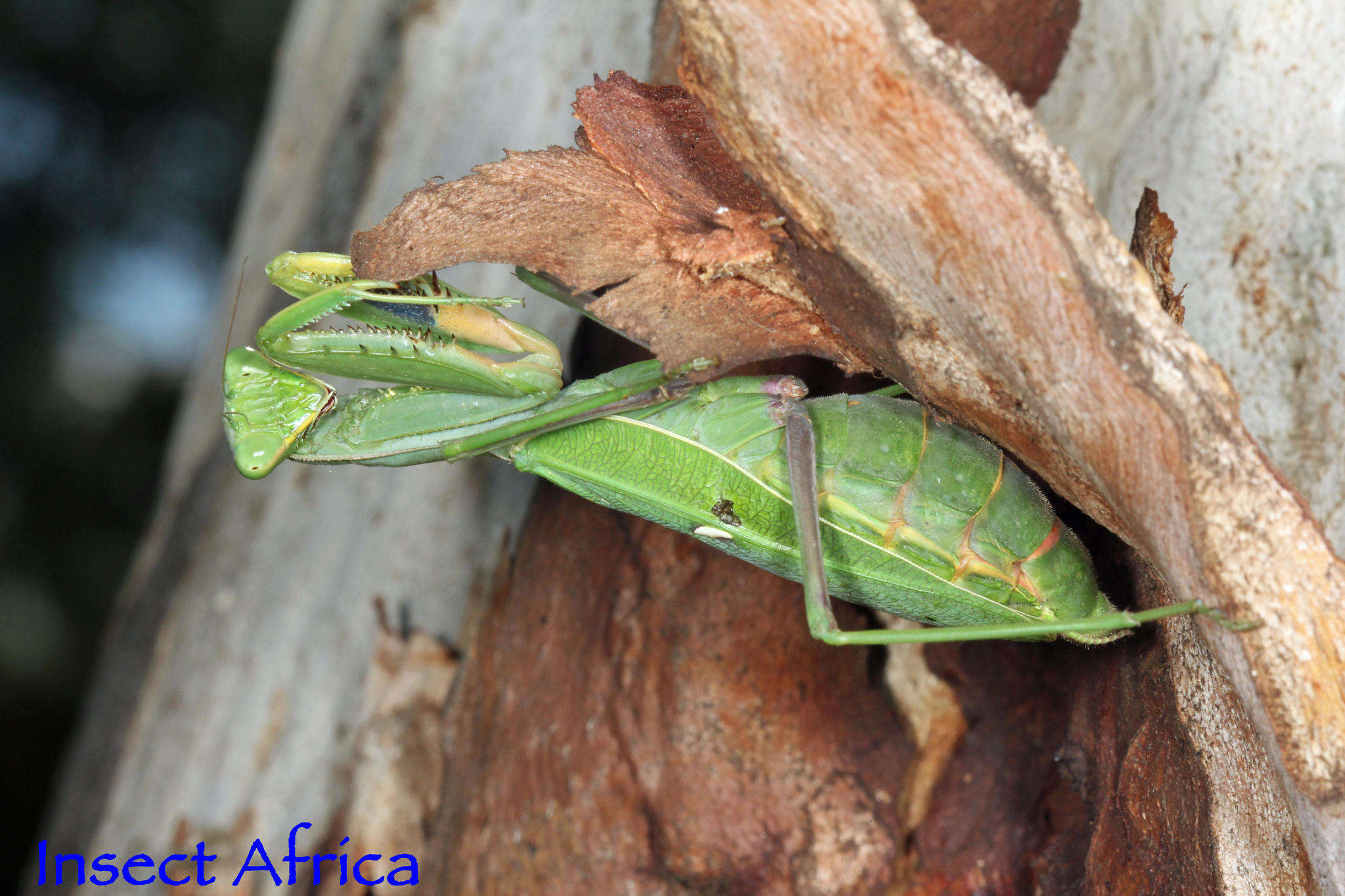 Image of African mantis