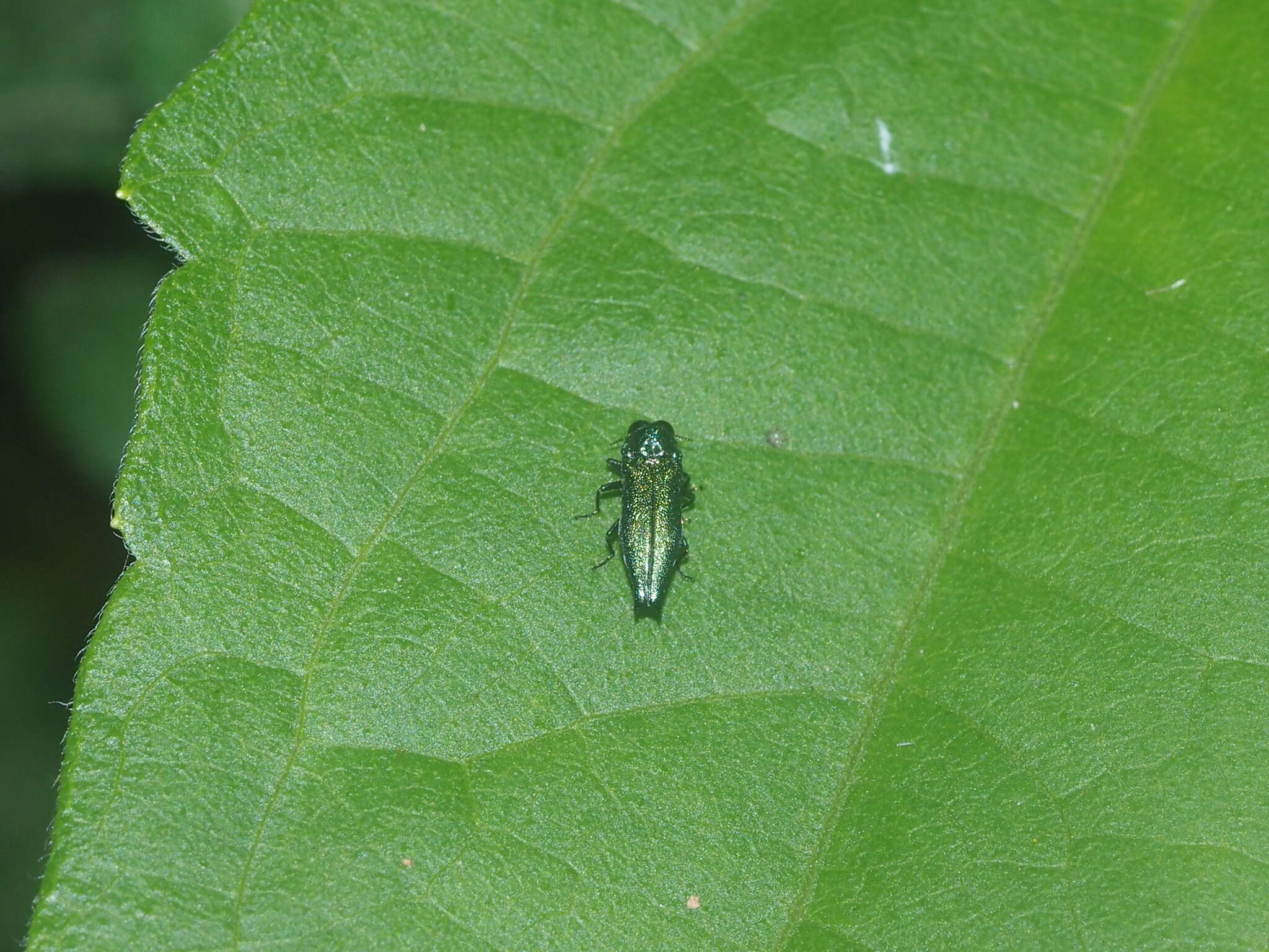 Agrilus acutus (Thunberg 1787) resmi