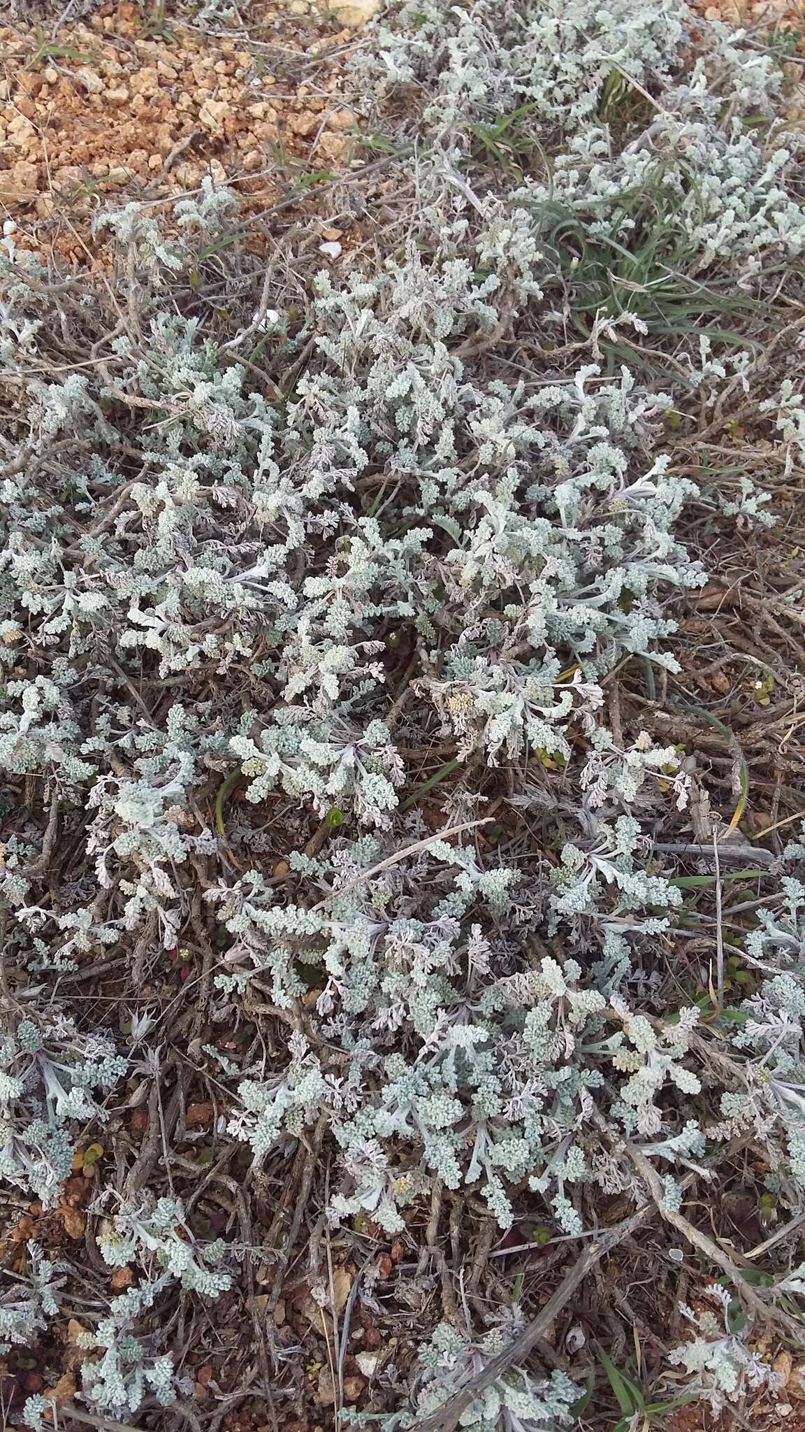 Image of Seriphidium fragrans (Willd.) Poljakov