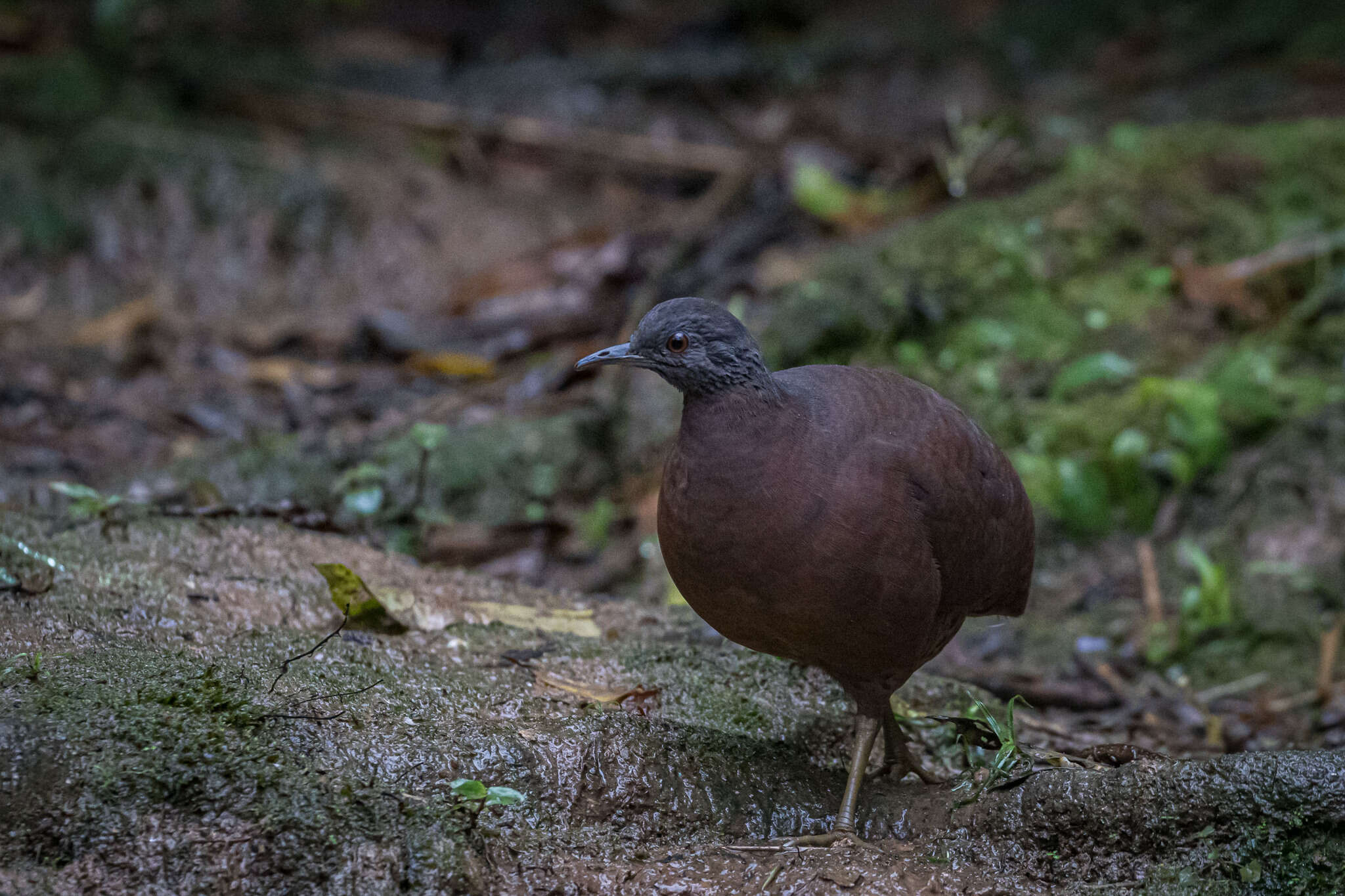 Plancia ëd Crypturellus obsoletus obsoletus (Temminck 1815)