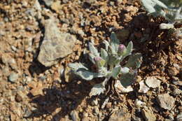 Image of flame ragwort