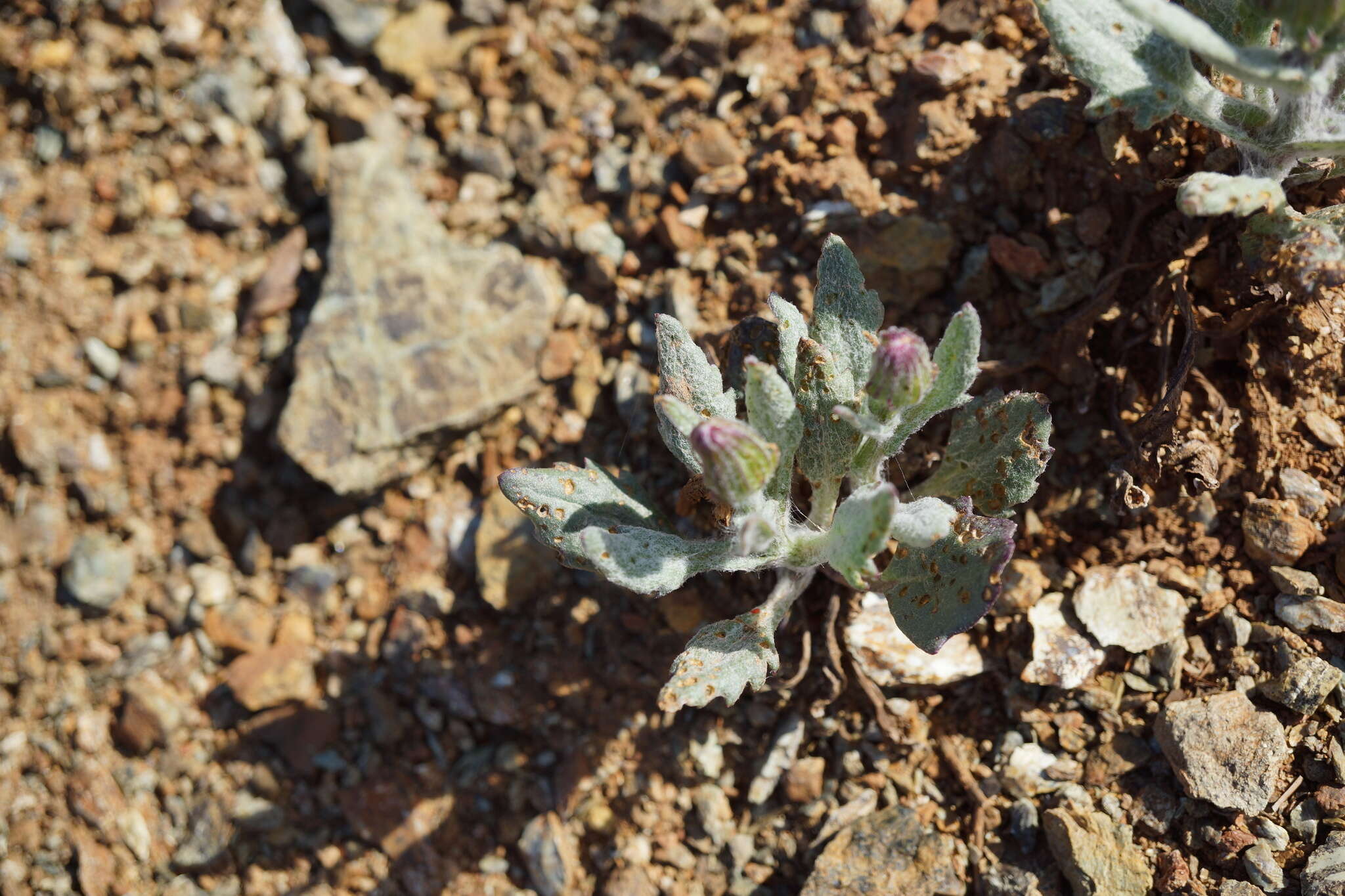 Image of flame ragwort