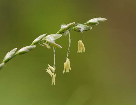 Imagem de Ehrharta juncea (R. Br.) Spreng.