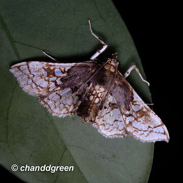 Image of Sweetpotato vineborer