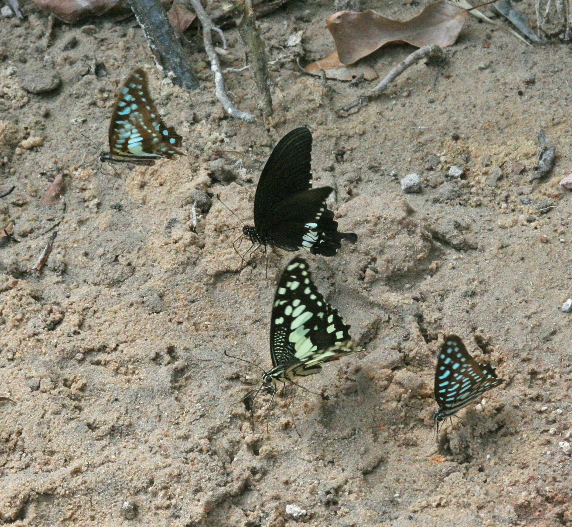 Слика од Graphium arycles (Boisduval 1836)