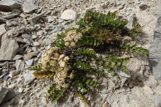 Imagem de Anisotome aromatica Hook. fil.