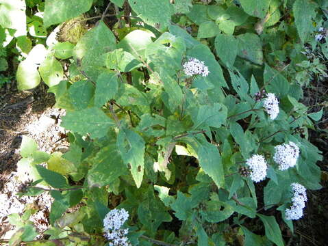 Image of Stevia monardifolia Kunth