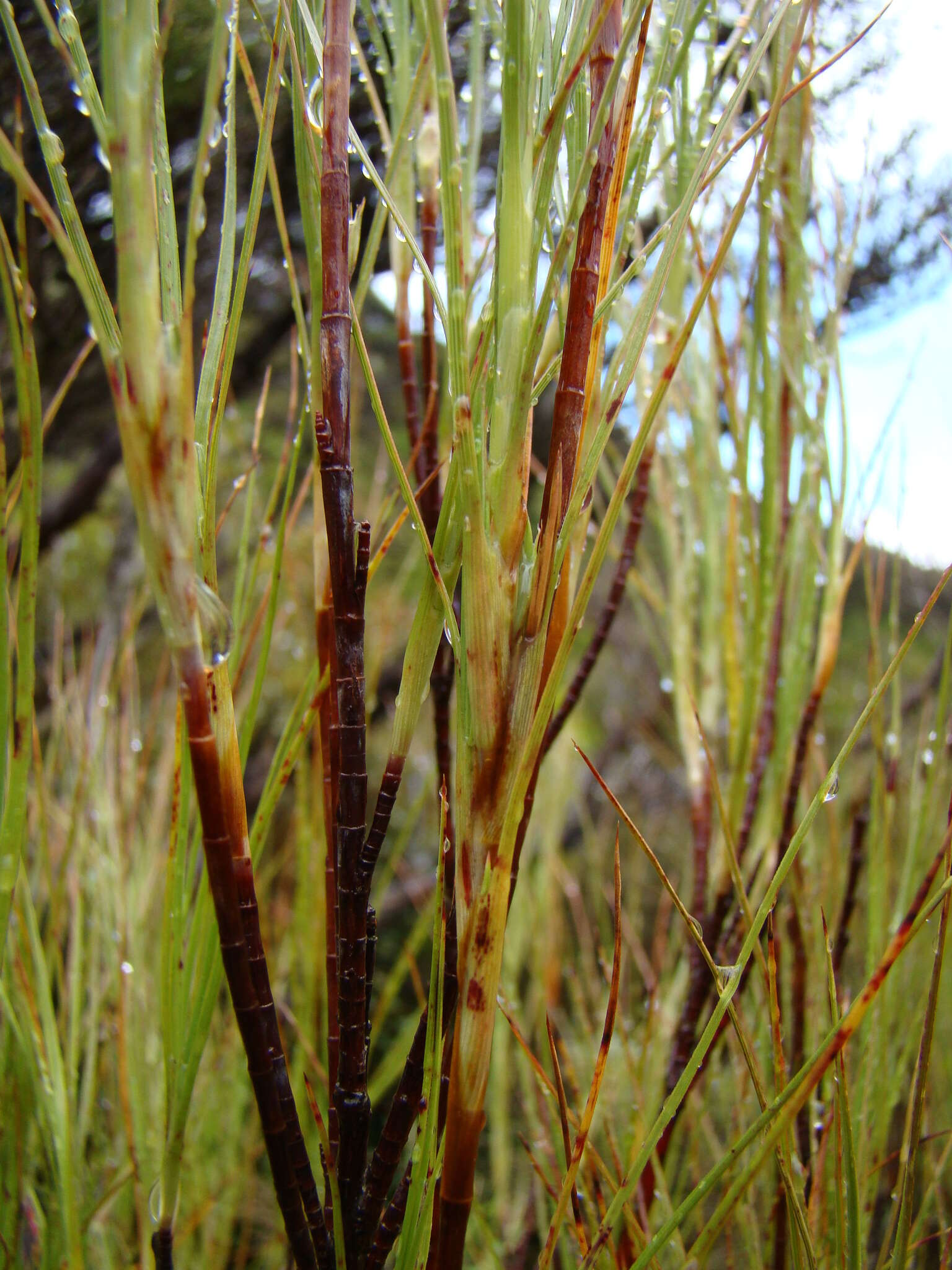 Image of Dracophyllum filifolium Hook. fil.