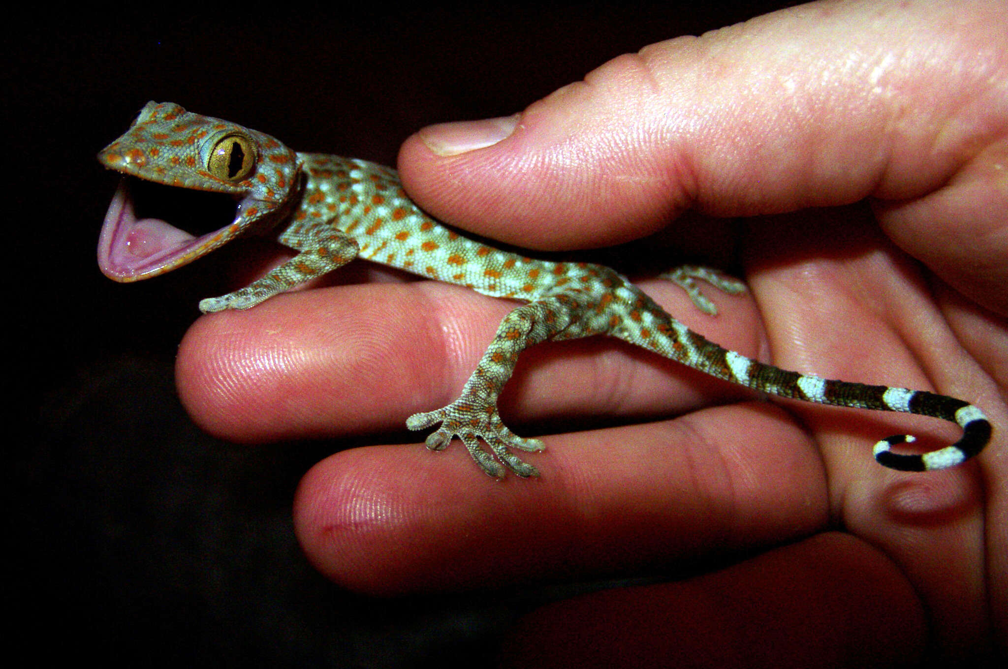 Imagem de Gekko gecko (Linnaeus 1758)