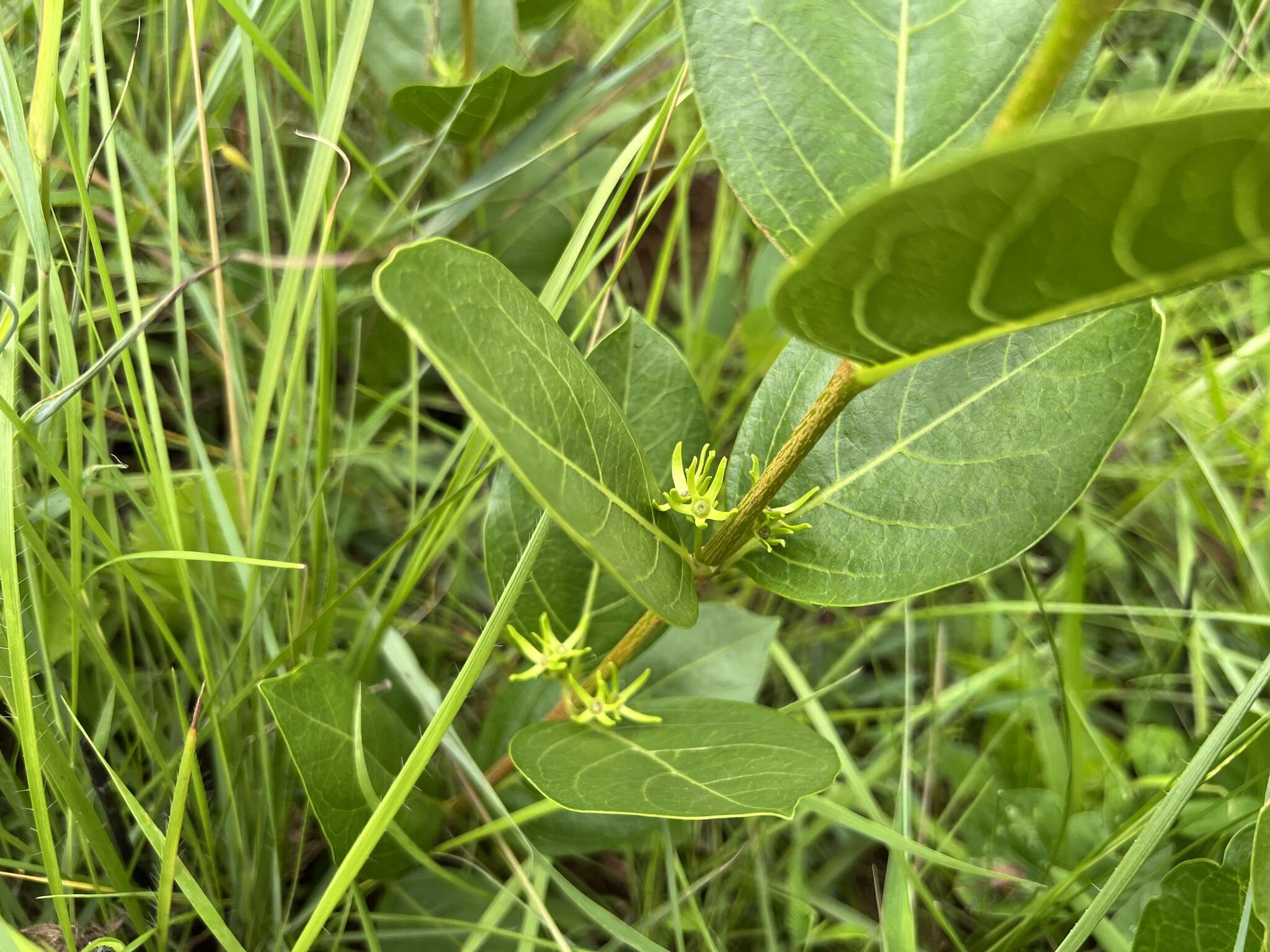 Image of Vangueria venosa (Hochst.) Sond.