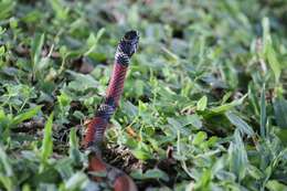 Image of False Coral Snake