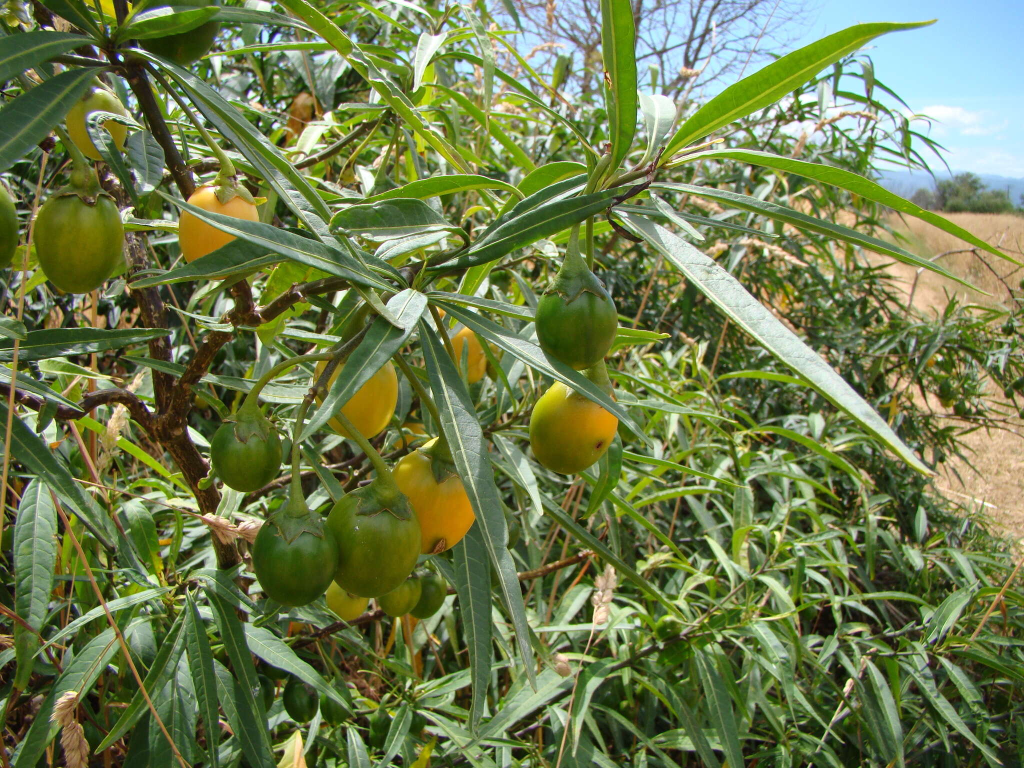 Image of Large Kangaroo Apple