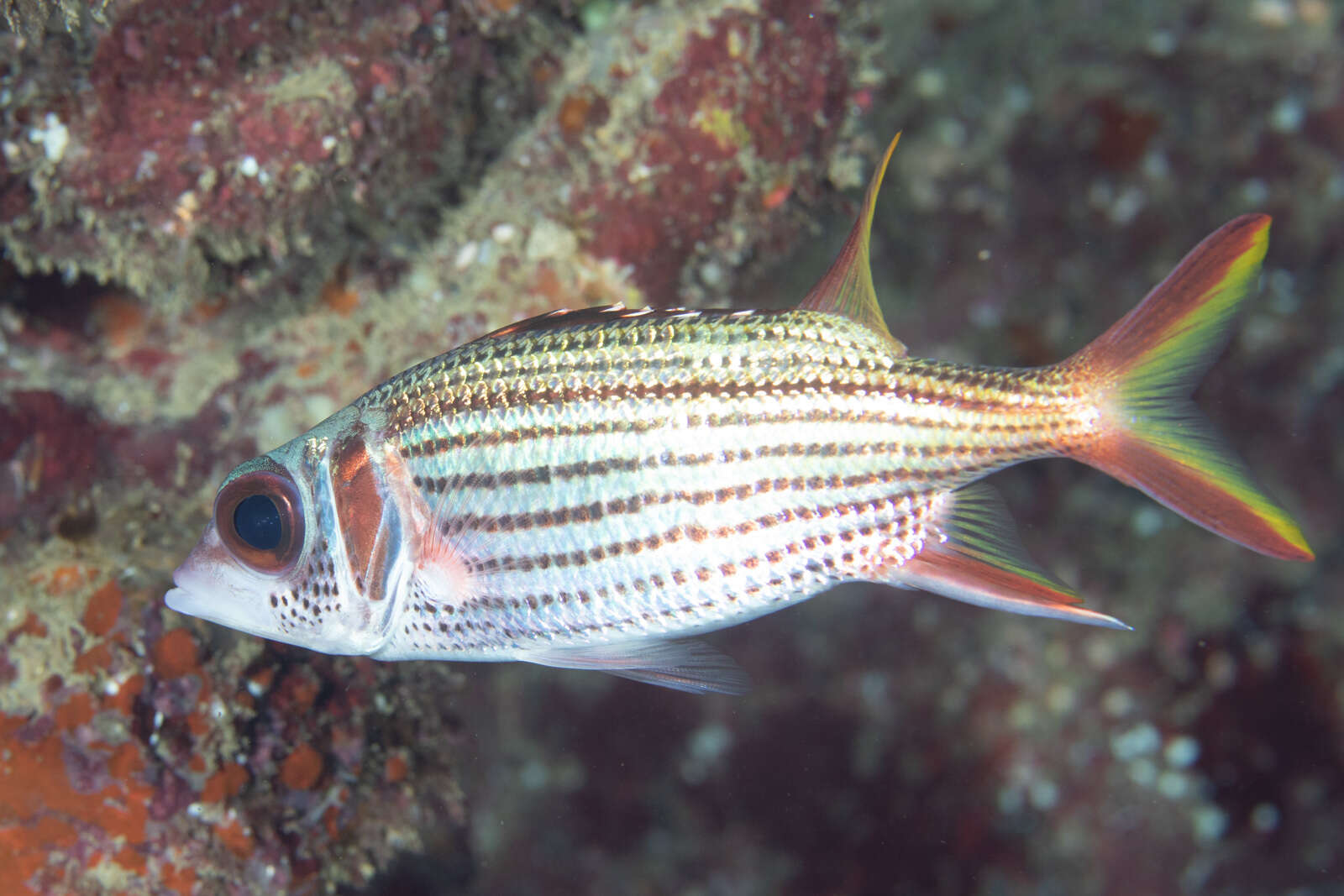 Image of Armed Squirrel-fish