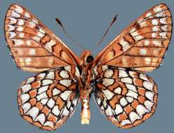 Euphydryas anicia alena W. Barnes & Benjamin 1926的圖片