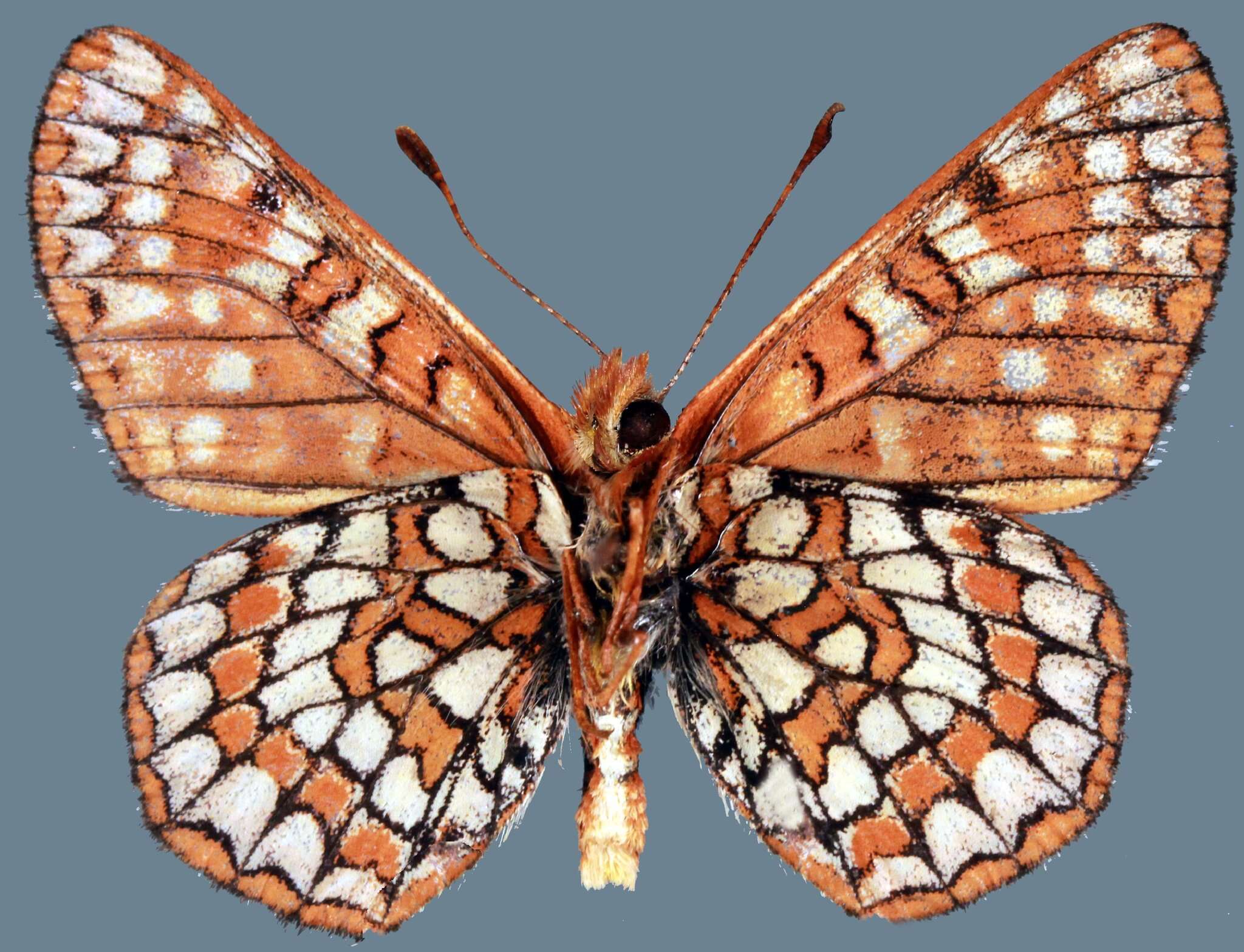 Euphydryas anicia alena W. Barnes & Benjamin 1926的圖片