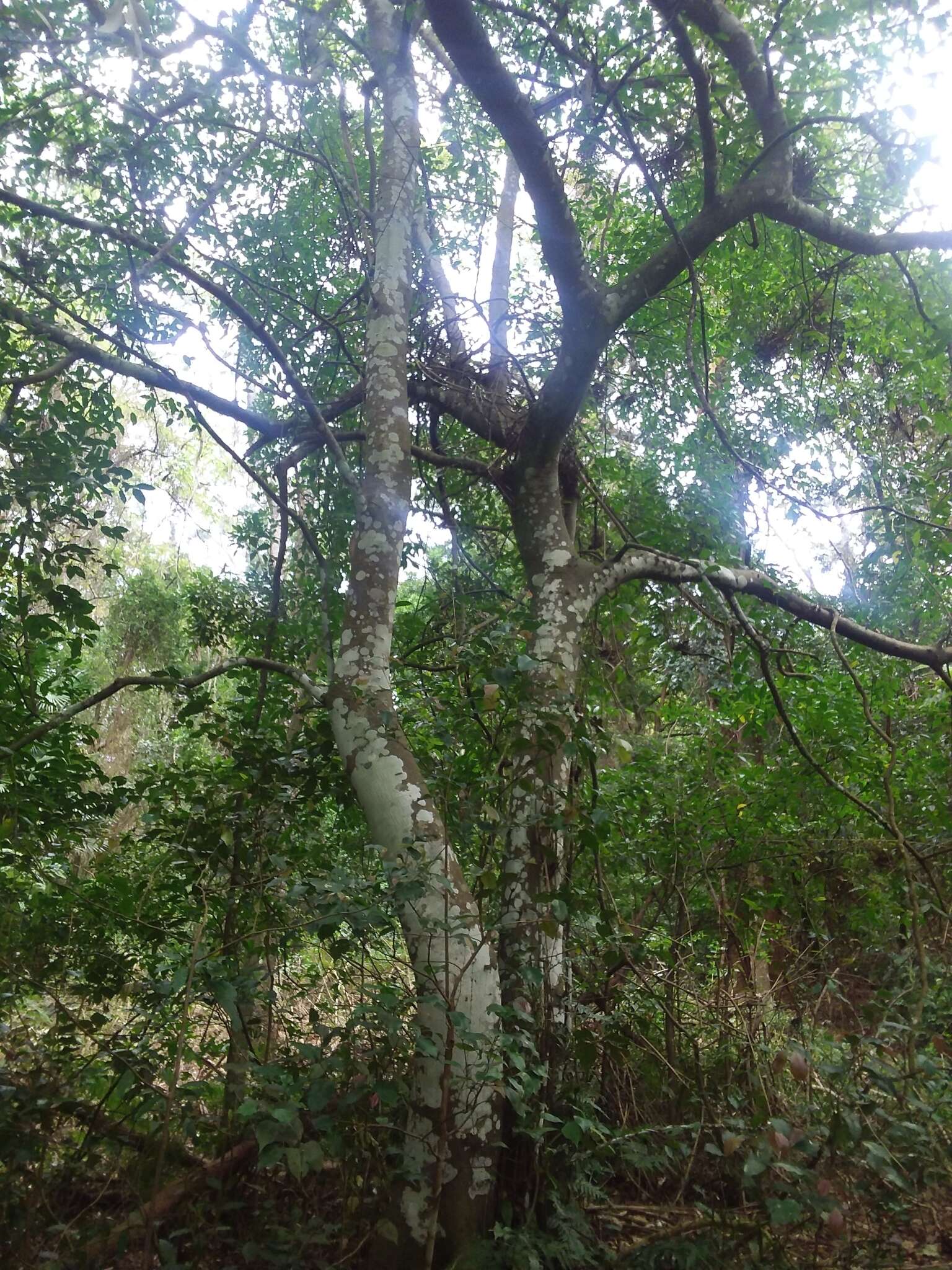 Image of Ficus coronata de Spin