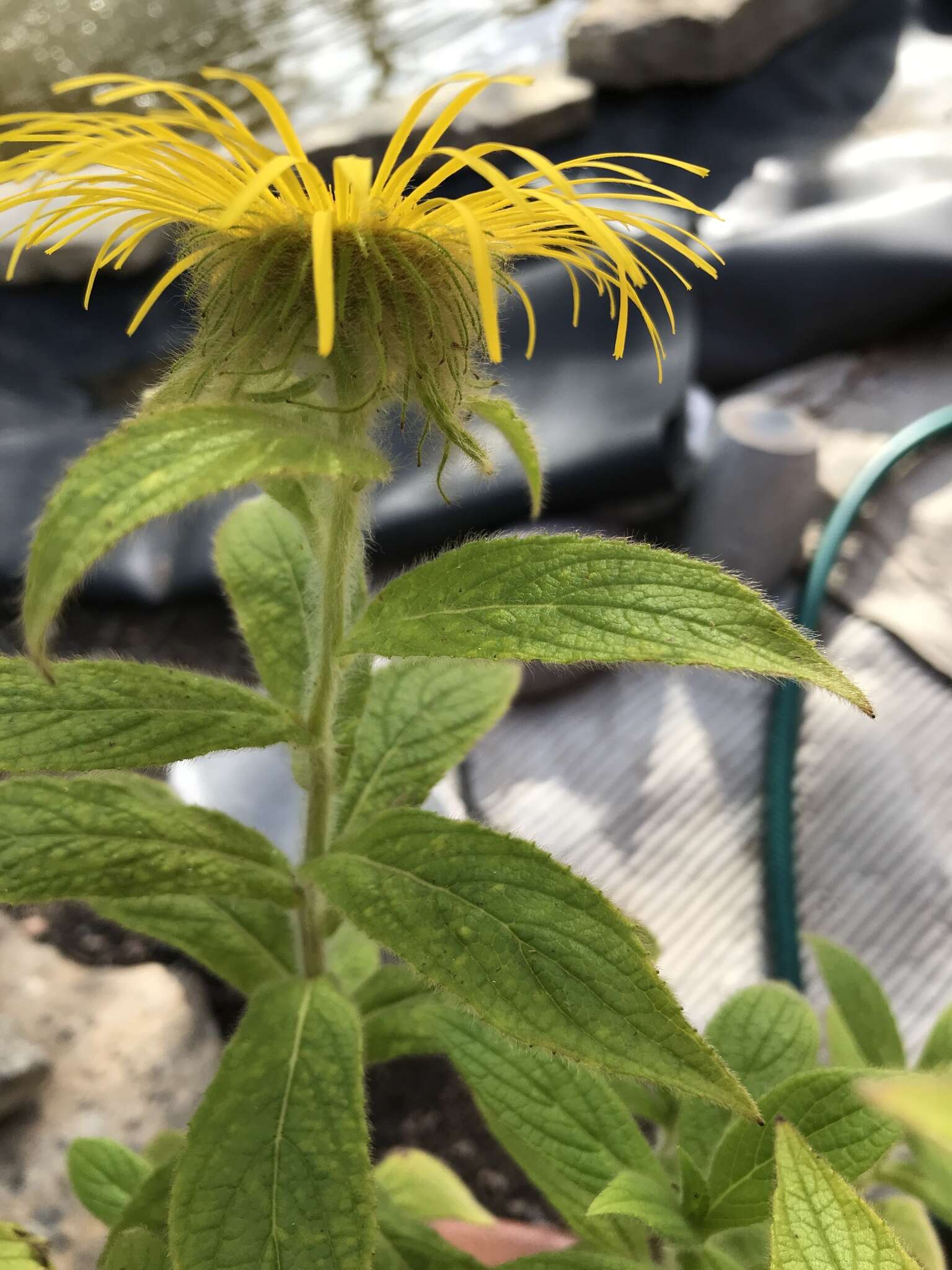 Image of Hooker's inula