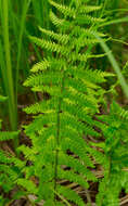 Image of Marsh Fern